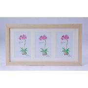 Generic Acrylic Cactus Image Frame (Multicolor)
